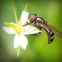 /album/sokon-sukusivut/photolia-a02-jpg/