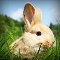 /album/sokon-sukusivut/photolia-a03-jpg/