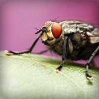 /album/sokon-sukusivut/photolia-a08-jpg/